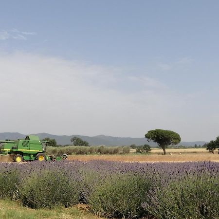 Agriturismo Susanna E Atria Bibbona Exteriér fotografie