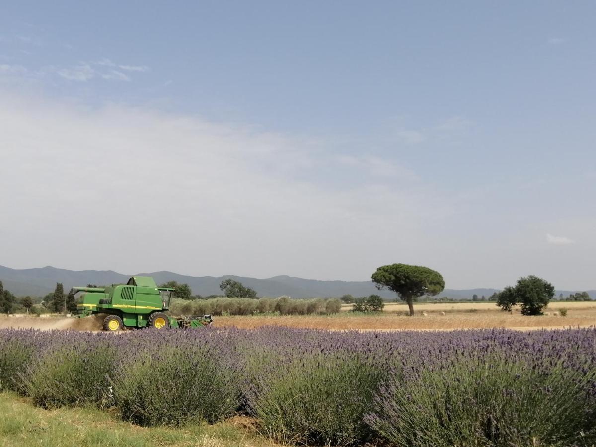 Agriturismo Susanna E Atria Bibbona Exteriér fotografie
