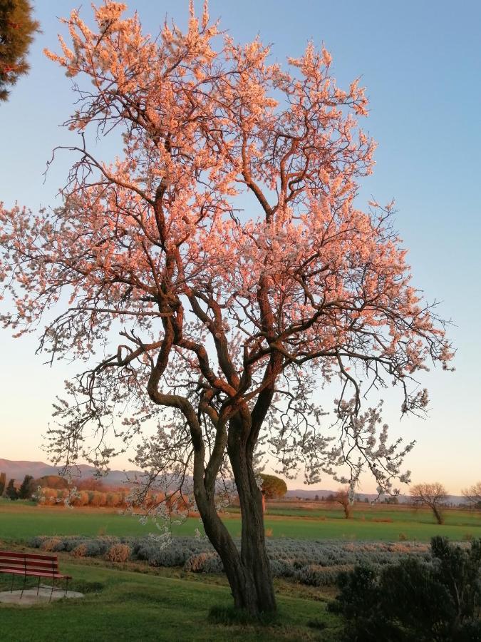 Agriturismo Susanna E Atria Bibbona Exteriér fotografie